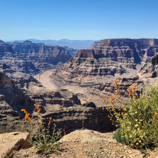 I'm going to jump ahead three weeks to yesterday, where I did a full day trip from Las Vegas to Grand Canyon West, Hoover Dam, and Seven Magic Mountains with #maxtourvegas

It was a 12 hour day, but it didn't feel that long because we had so many excellent stops (we also stopped for photos at the Las Vegas sign and a Joahua Tree forest) and because of our excellent guide #maxtourbobby who kept us entertained with jokes and lots of interesting information about Las Vegas and the places we were visiting.

Max Tour is a small group tour and the best way to see the Grand Canyon from Vegas. It's very affordable for what you get, and you learn so much along the way. 

#sponsored #lasvegas #grandcanyon #grandcanyonwest #tour  #Nevada #grandcanyondaytrip #joshuatrees #hooverdam #sevenmagicmountains
#welcometolasvegassign
